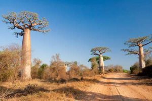 Madagaskar: Baobabs