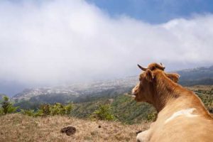 Madeira - Klima, Wetter und beste Reisezeit