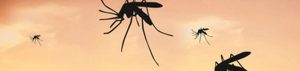 Malaria in Afrika
