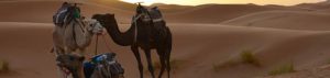 Marokko: Kameltrekking durch die Sahara