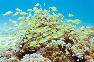 Mauritius - wunderbarer Tauchurlaub