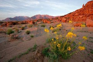 Namibia: Wüste im Brandbergmassiv