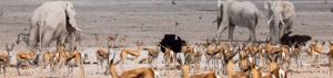 Namibia: Etosha Nationalpark