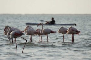 Entspannung auf dem Wasser bei Walvis Bay