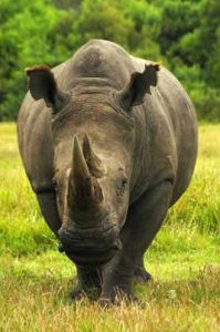 Nashorn im Kruger Nationalpark in Südafrika