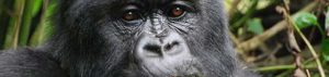 Ruanda: Berggorillas
