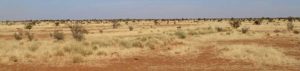 Die Sahelzone - Trockenheit pur