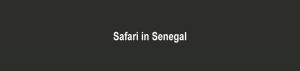 Safari in Senegal