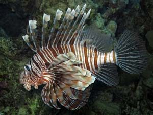 Exotische Fische beim Tauchegang in Soma Bay