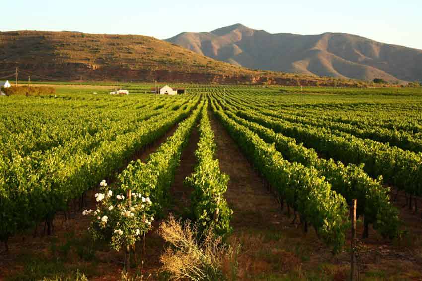 Südafrika: klassischer Weinanbau