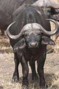 Gnu in der Serengeti