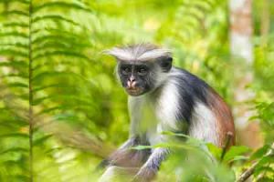 Affe im Jozani Forest auf Sansibar