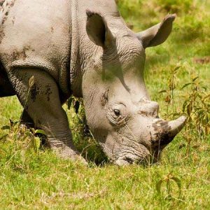 Auch in der serengeti selten - ein Nashorn