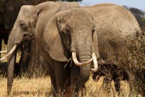 Typisch - Elefenaten im Tarangire Nationalpark