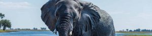 Elefant: Dickhäuter in Afrika