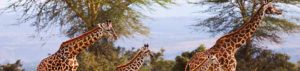 Tiere: Giraffen in Afrika