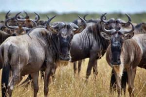 Gnus sind Herdentiere in Afrika