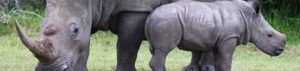 Nashorn in Afrika