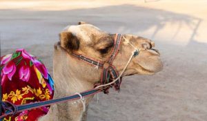 Tunesien: Wüstenausflug in die Sahara